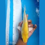kinggindrin c 27cm