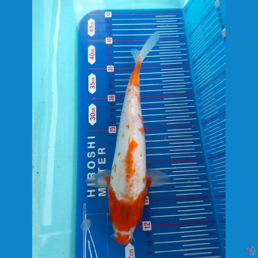 sabikoyo 27cm