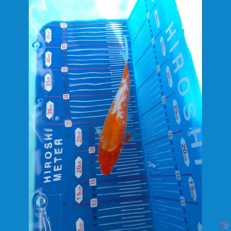 sabikoyo 22cm HQ