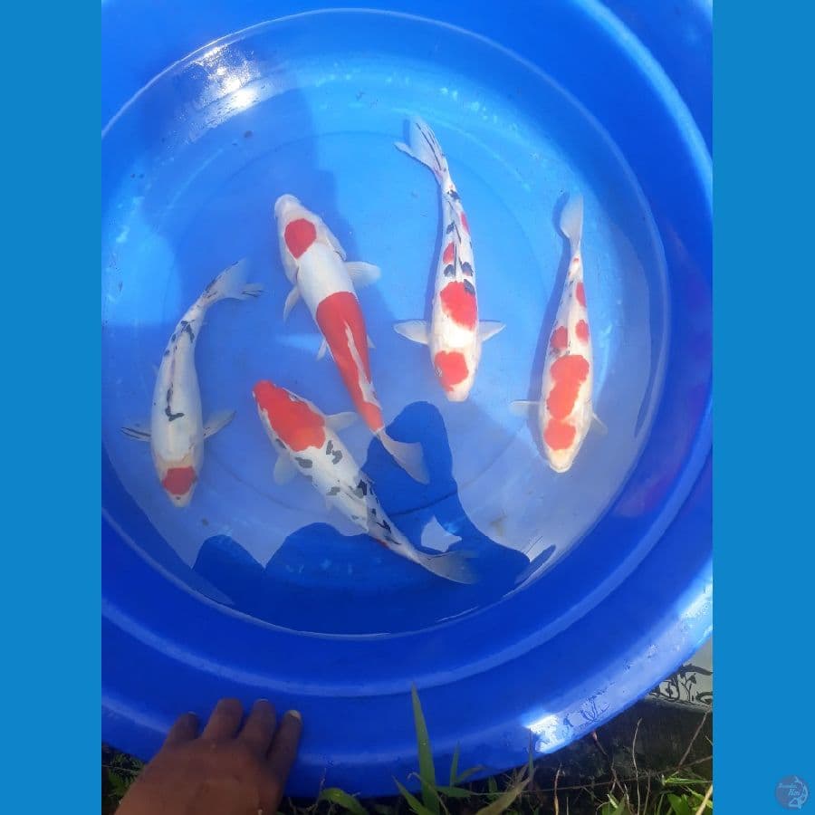 paket kohaku sanke