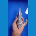 gin matsuba 24cm 