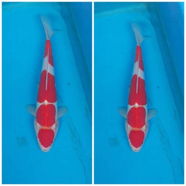 Maruten Kohaku Doitsu 4 Step