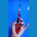 showa 23cm