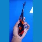 showa 23cm 