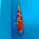 sanke 40 cm