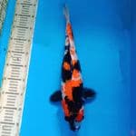 Showa 45 cm