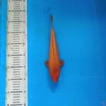 Karamel gindrin 27 cm