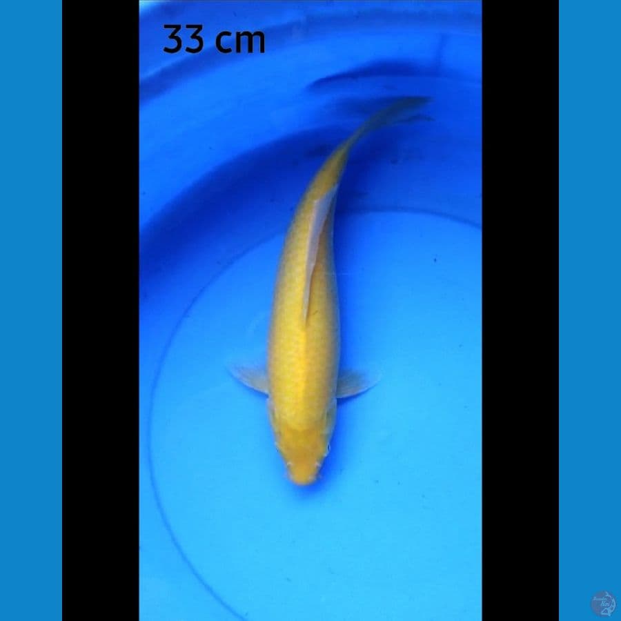 Karashi 33 cm