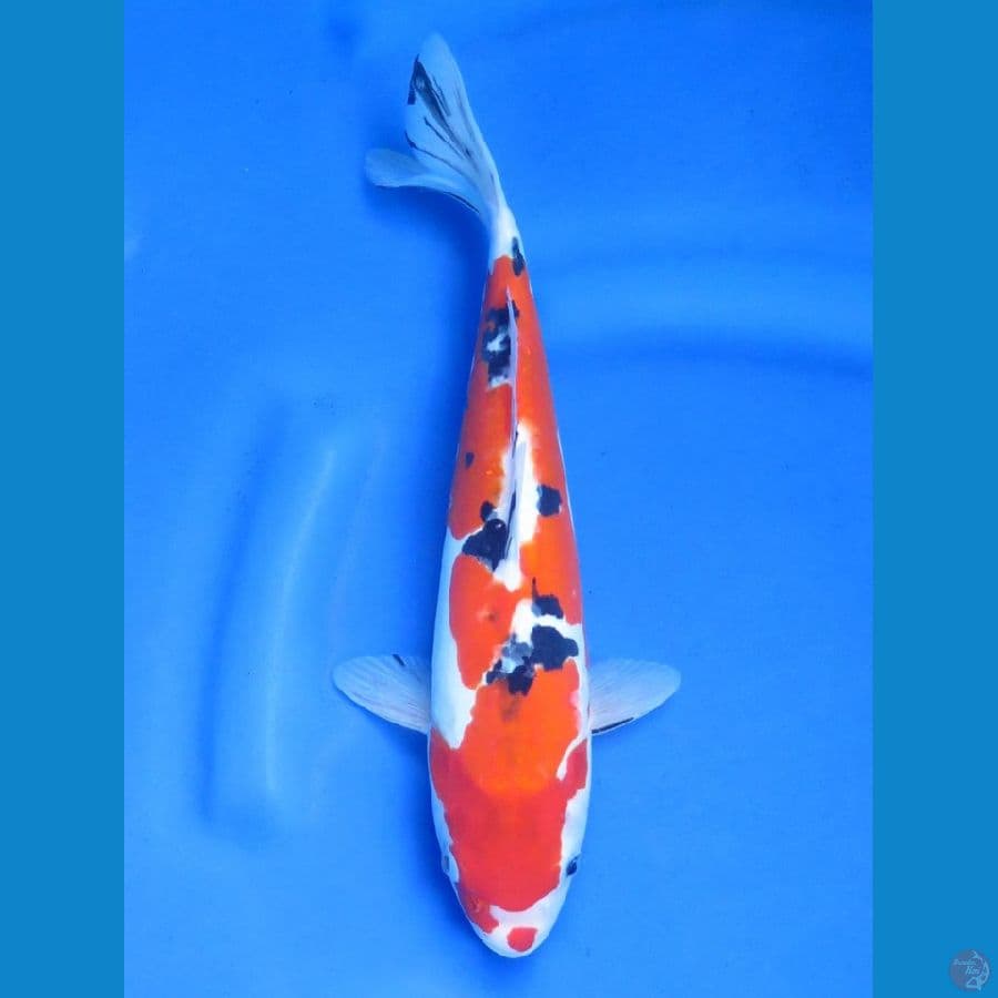 Doitsu Murni , 32cm