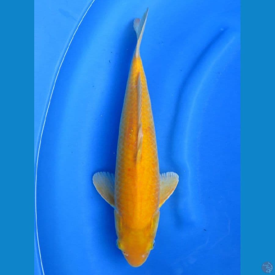 Male karashi, 38cm