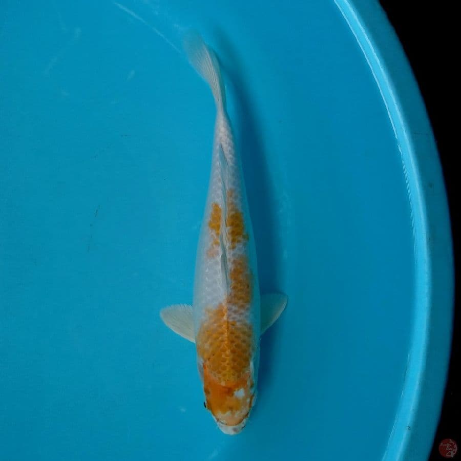 HARIWAKE 33CM