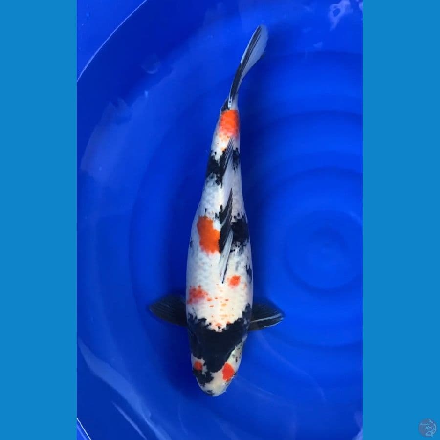 showa munuk 55cm 