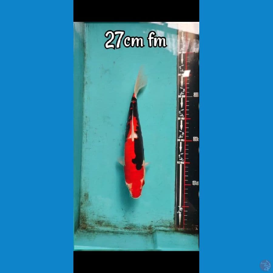 beny kumon 27cm