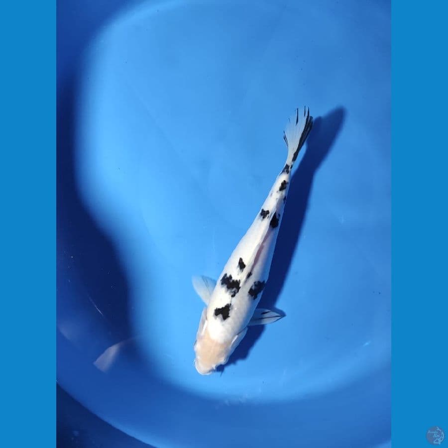 beko putih salju 30 cm