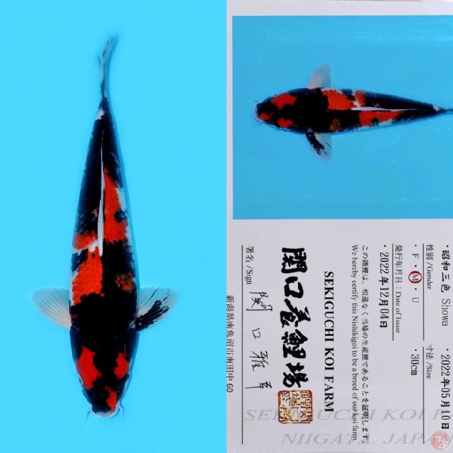 SEKIGUCHI SHOWA SANSHOKU HQ 46CM
