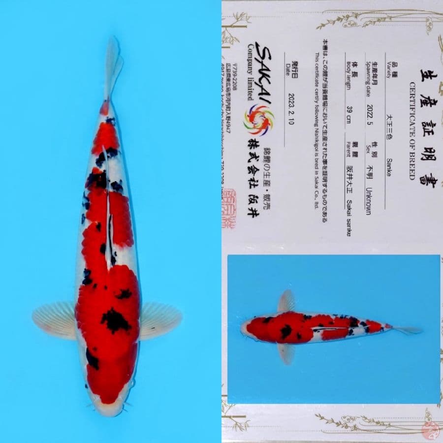 SAKAI SANKE STRONG HQ 48CM