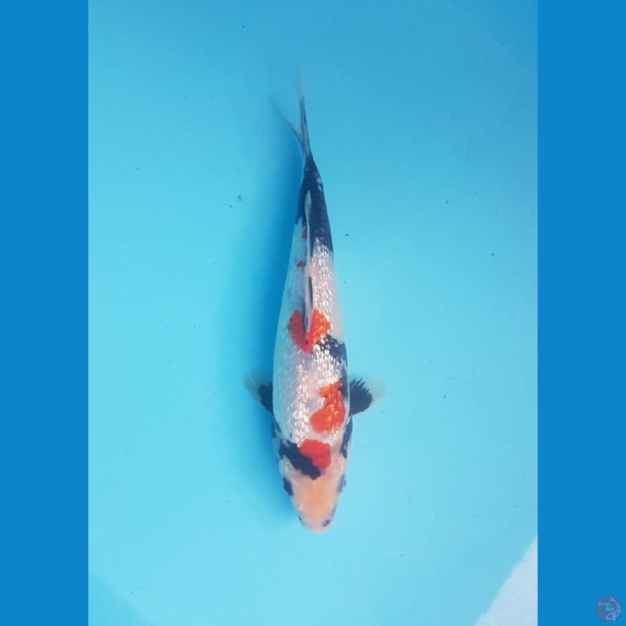showa ginrin 23cm