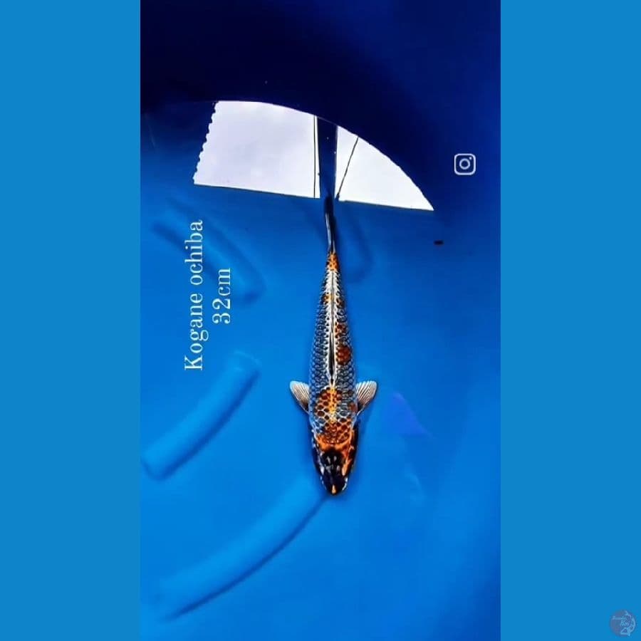 Kogane ochiba 32cm