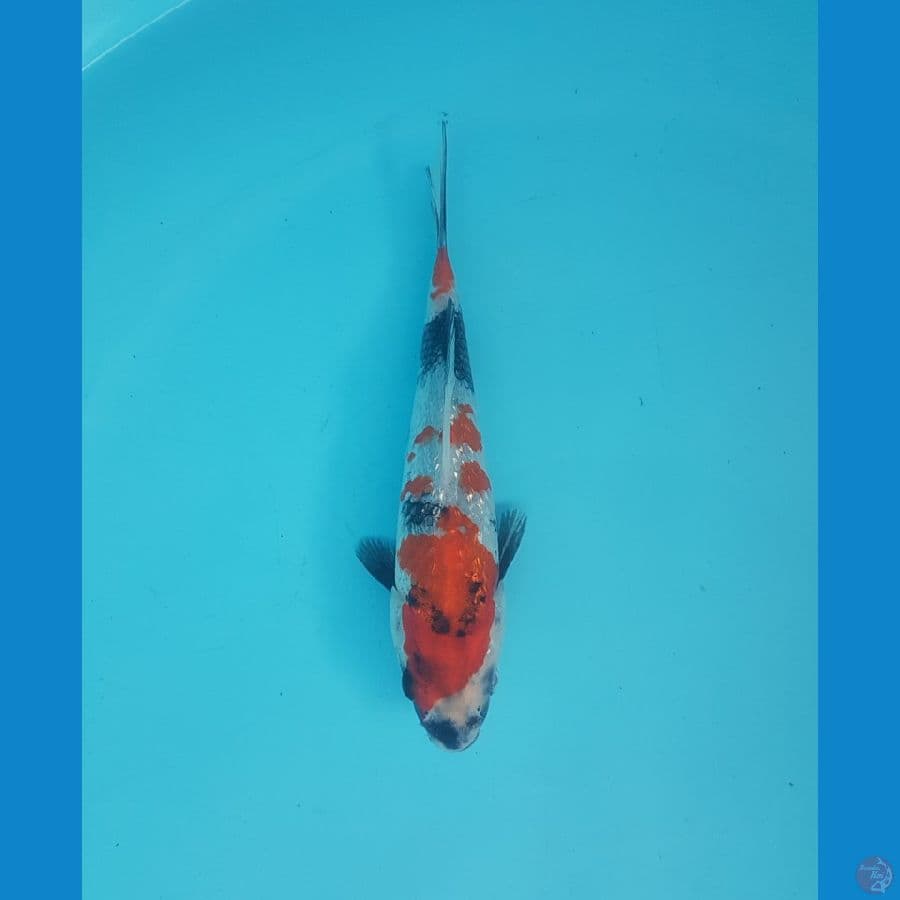 showa ginrin 18cm