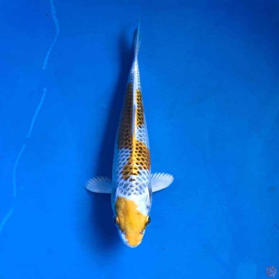 kujaku kirin 20cm
