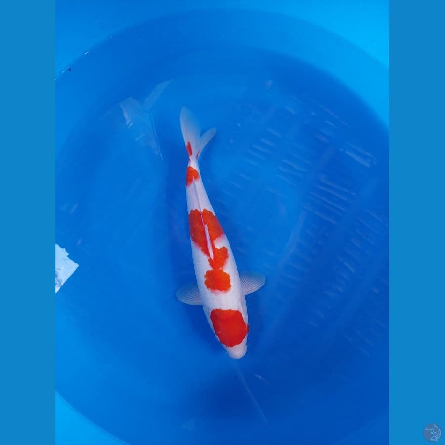 maruten kohaku