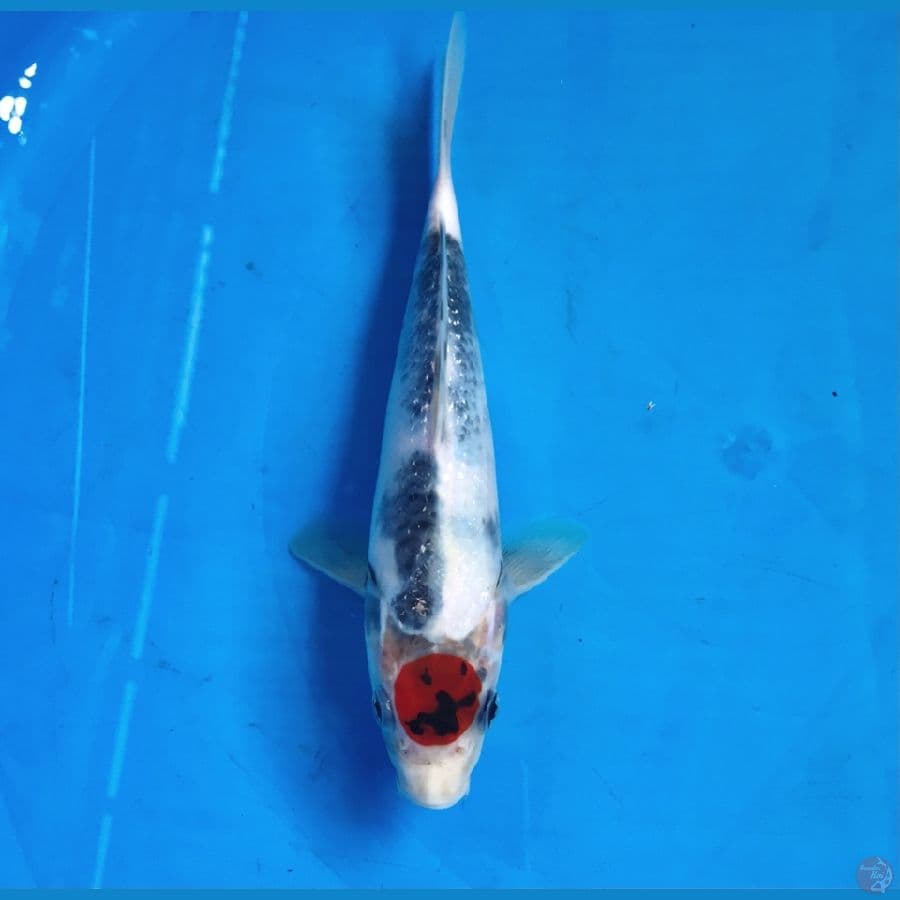tancho showa 22cm