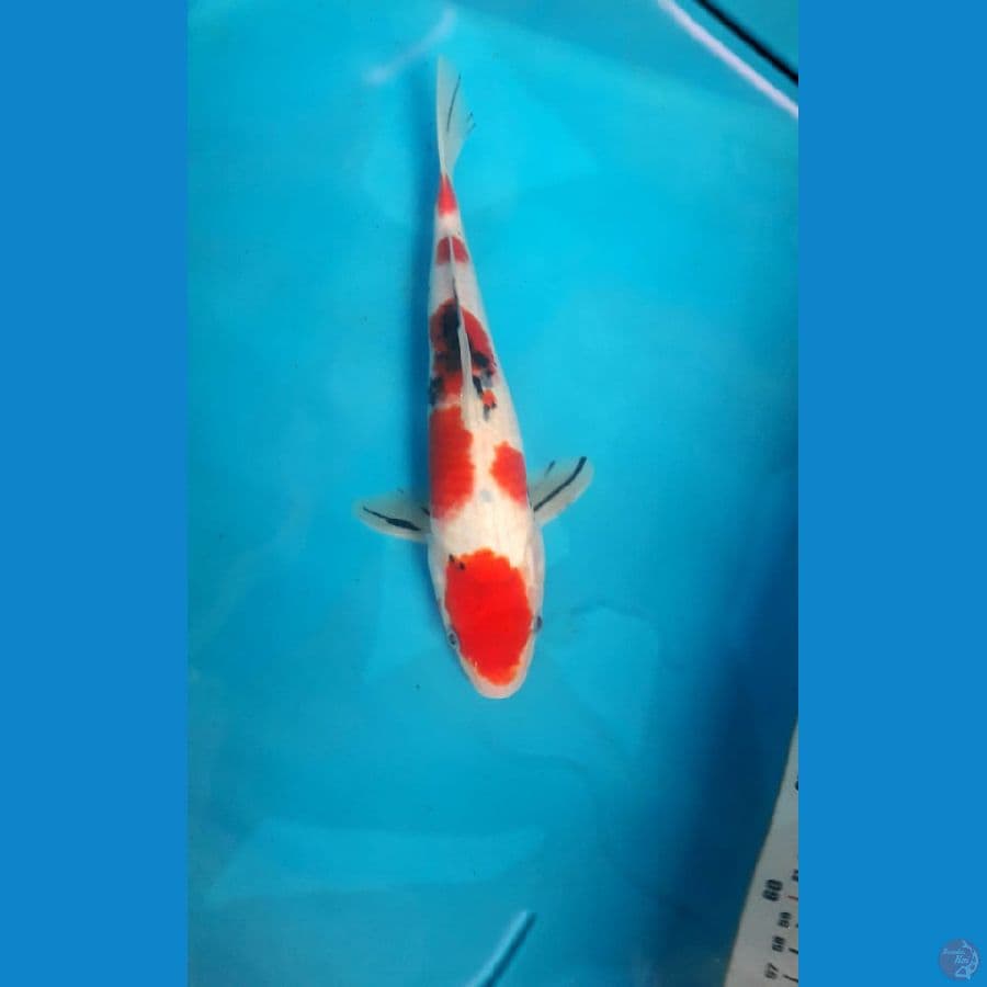 Maruten Sanke Tajima 33Cm