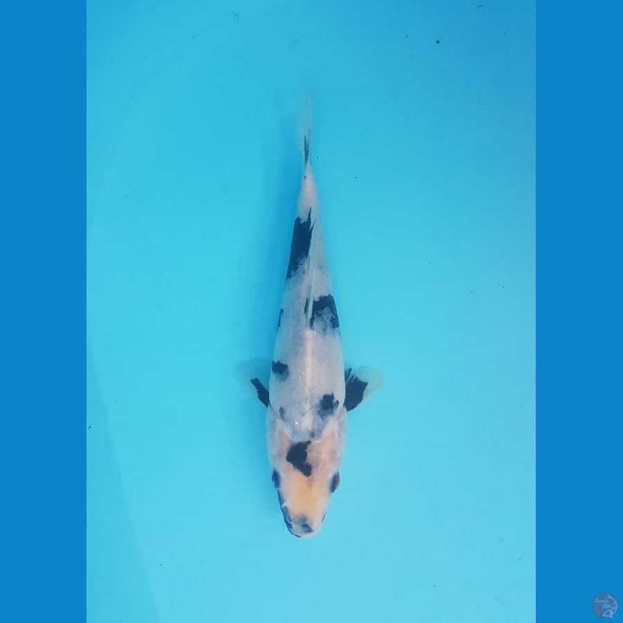 shiro 21cm