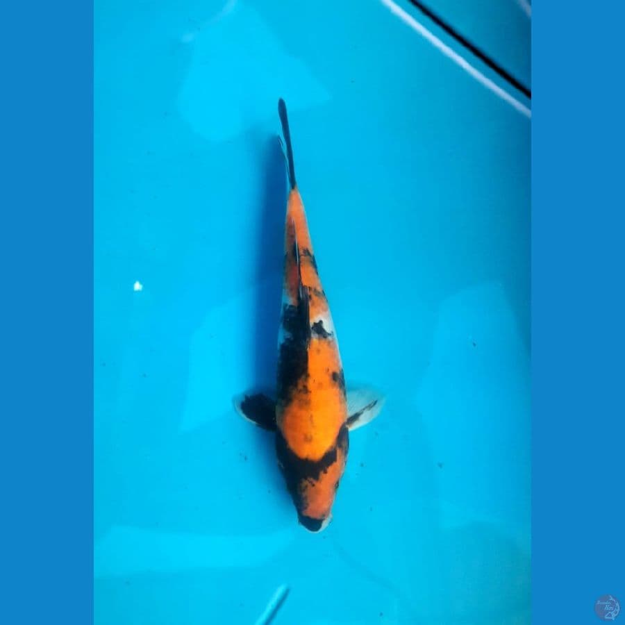 Ki Showa 30 Cm