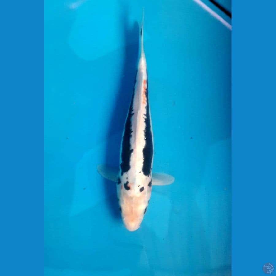 Benikumon 30 Cm