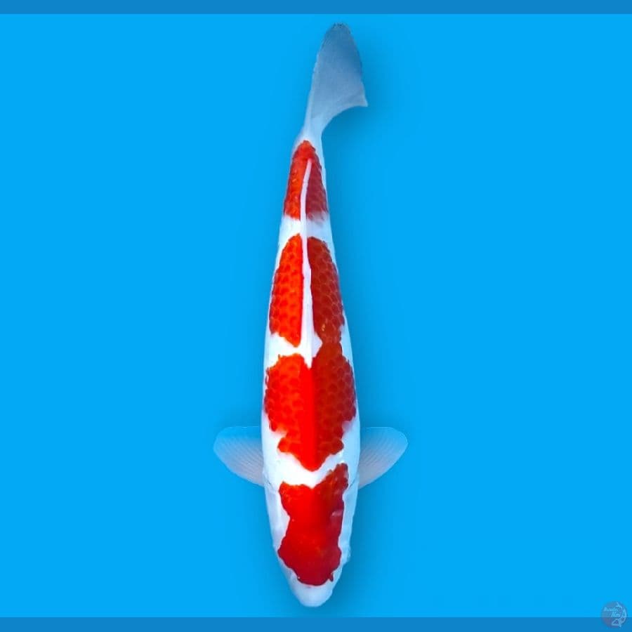 KOHAKU STRONG 40CM MALE