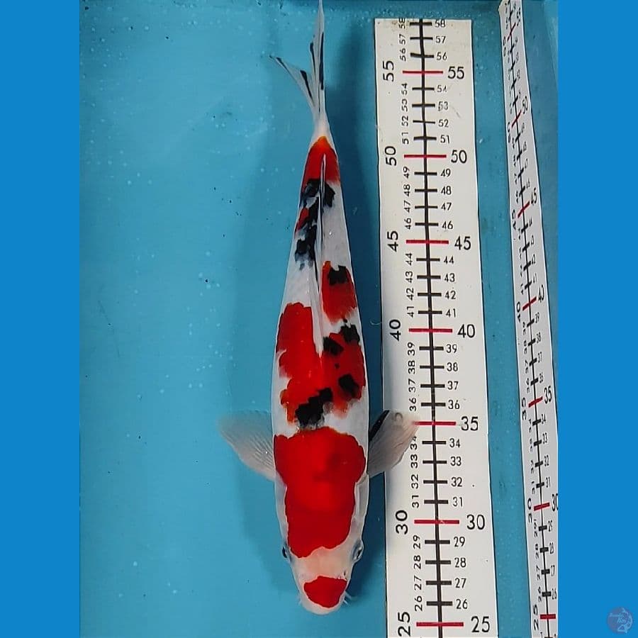SANKE STRONG 30CM MALE