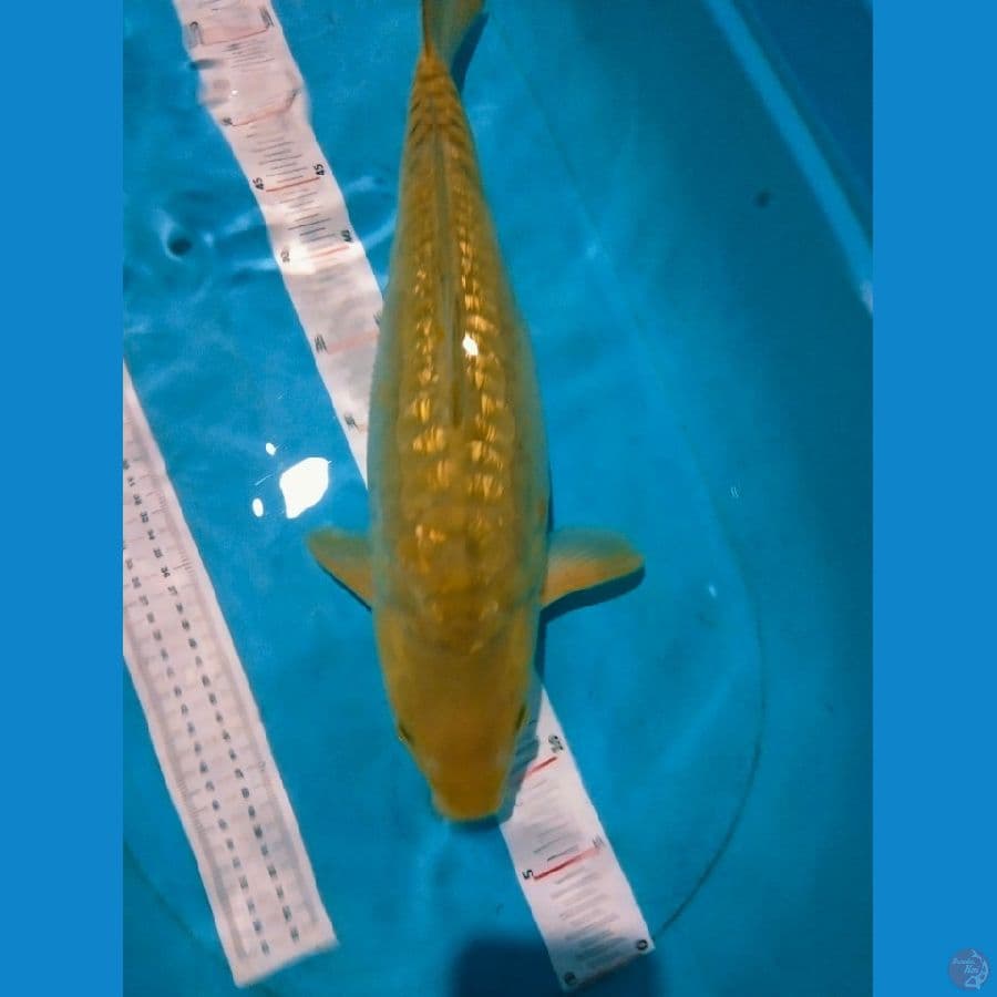 midoei argoke 46cm