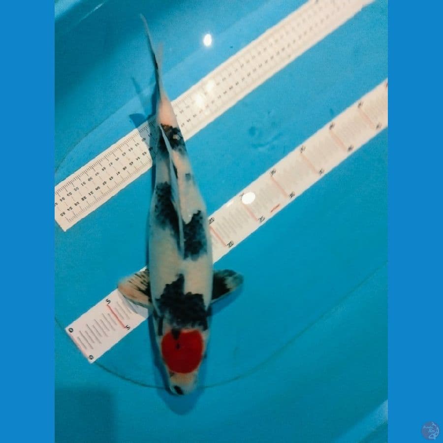 tancho showa 40cm