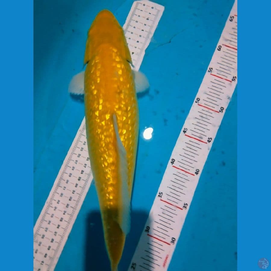karwsi gindrin 40cm