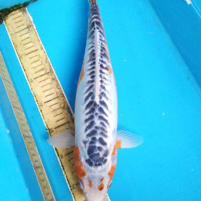 Shusui Female