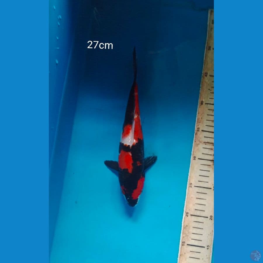 Showa Strong 27cm