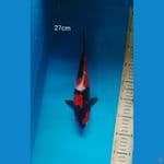 Showa Strong 27cm
