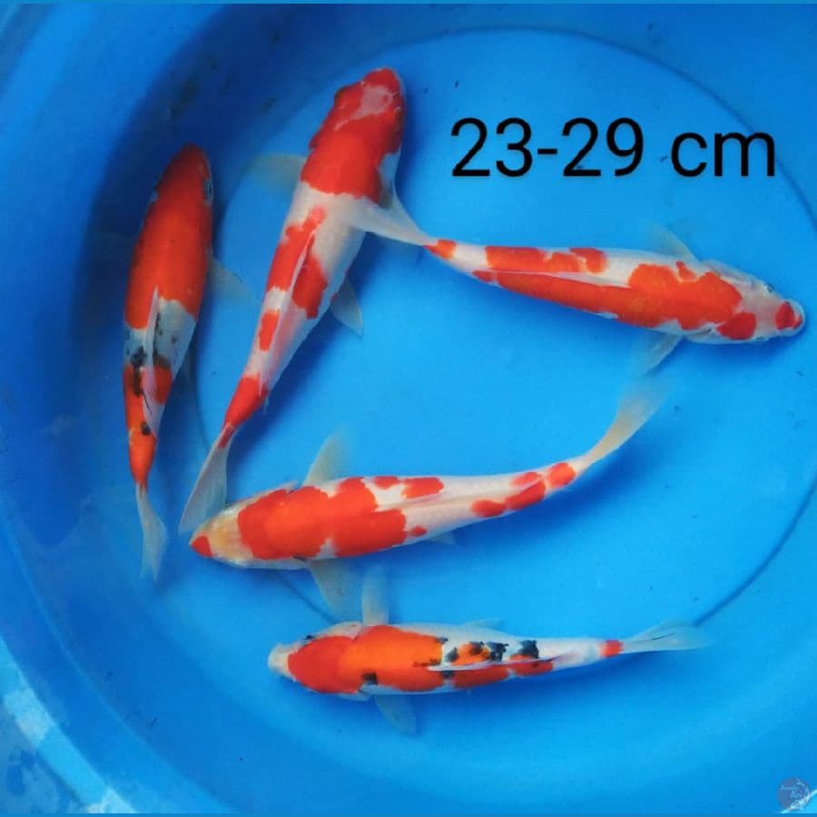 kohaku sanke 23-29 cm