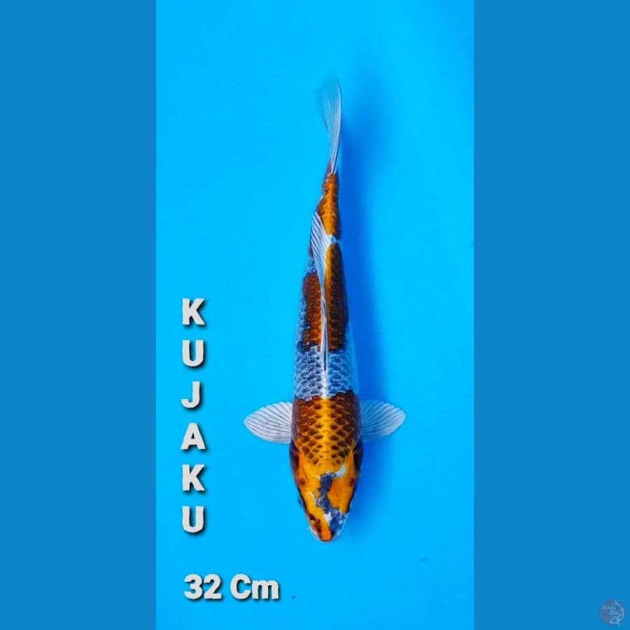 Tiso ` KUJAKU 1