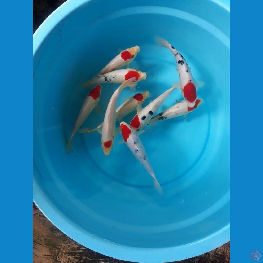Original tancho Kohaku Sanke Paket 18-20cm 9 3ekor