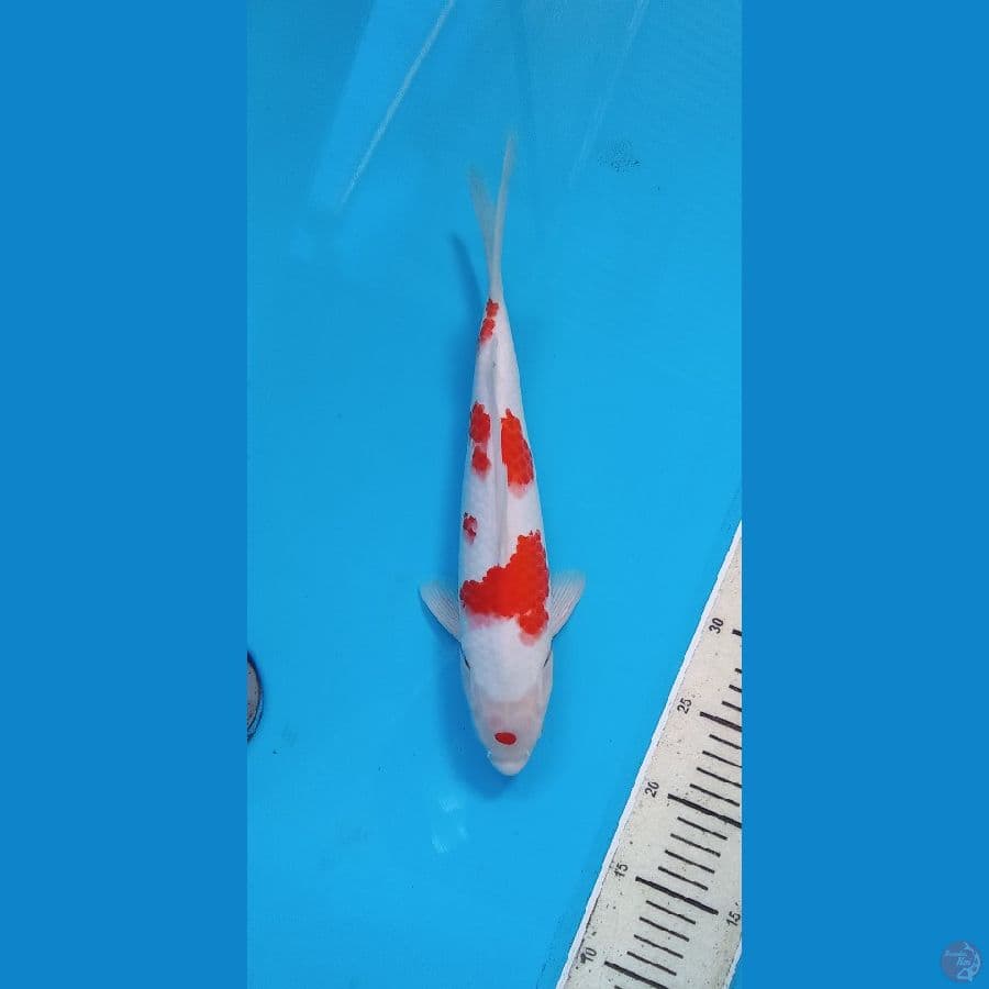 KOHAKU32CM