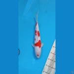 KOHAKU32CM