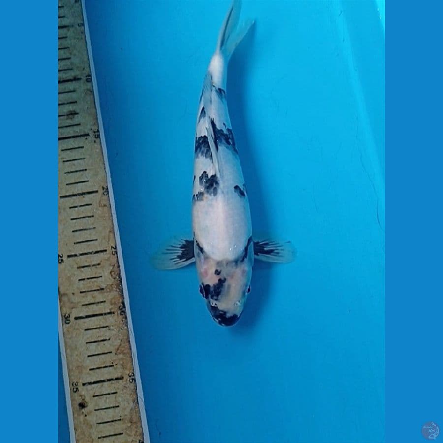 Shiro 27cm/male