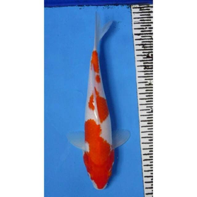 Kohaku 31CM