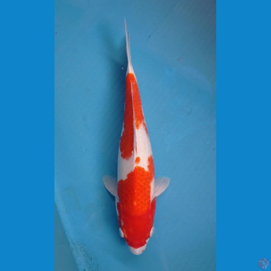 KAISAR KOI BLITAR - KOHAKU 38CM BETINA 