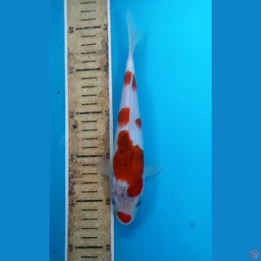 Ai goromo 23cm