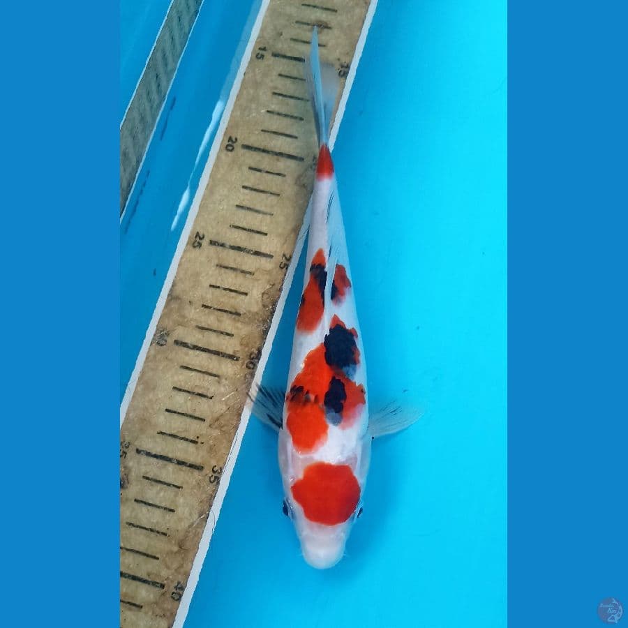 Sanke 22cm