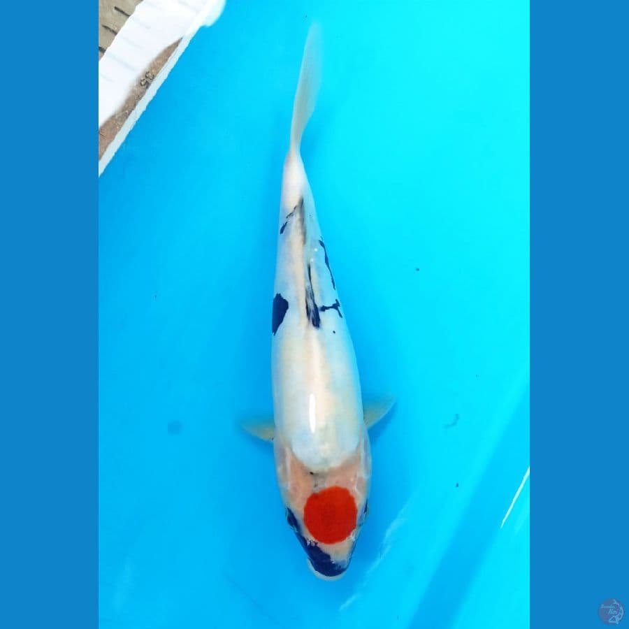 Tc showa doit 23cm
