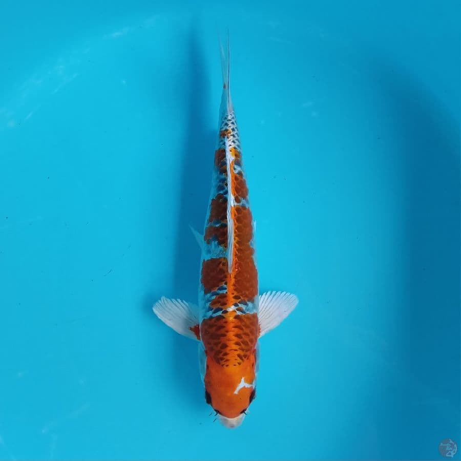 KUJAKU MALE 32CM